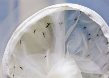 Bauru registra quase 16 mil casos de dengue em 2019