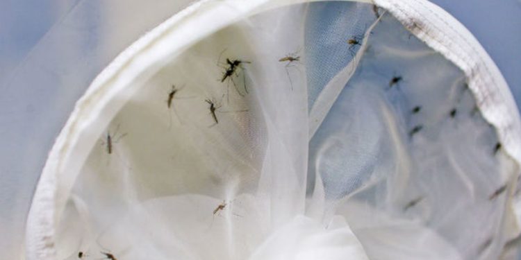 Bauru registra quase 16 mil casos de dengue em 2019
