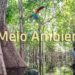 Amazônia: MPF obtém decisão para proteção de área contra desmatamento ilegal