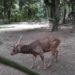 Zoológico de Volta Redonda será totalmente reformado pelo prefeito Samuca Silva