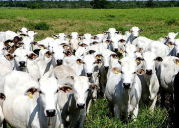 Brasil adapta normas sobre gado para exigências do acordo UE-Mercosul