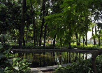 Parque Centenário será fechado de quinta-feira a sábado para corte de eucaliptos comprometidos pela ação do tempo
