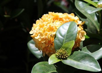 Zoológico de Volta Redonda recebe 66 mil mudas de plantas ornamentais