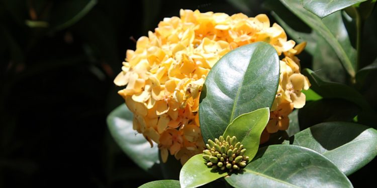 Zoológico de Volta Redonda recebe 66 mil mudas de plantas ornamentais