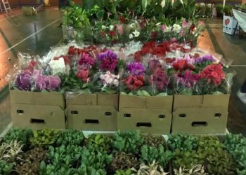 Festival Flores e Plantas em parceria com a APAE acontece em Volta Redonda