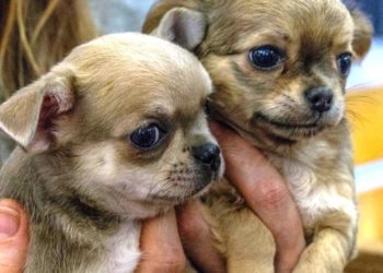 Barra Mansa convida ONGs de proteção animal para firmar convênio