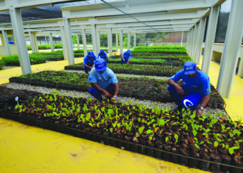 Replantando Vida: Cedae doa 1,5 mil mudas para o município de Piraí