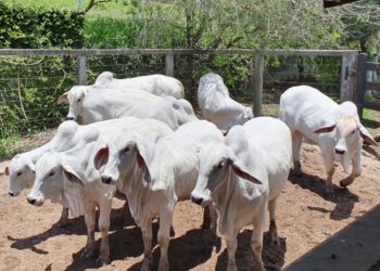 Estado do Rio atinge meta da Febre Aftosa e vacina mais de 800 mil animais