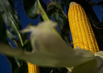 Produção agropecuária de 2020 alcança R$ 871 bilhões