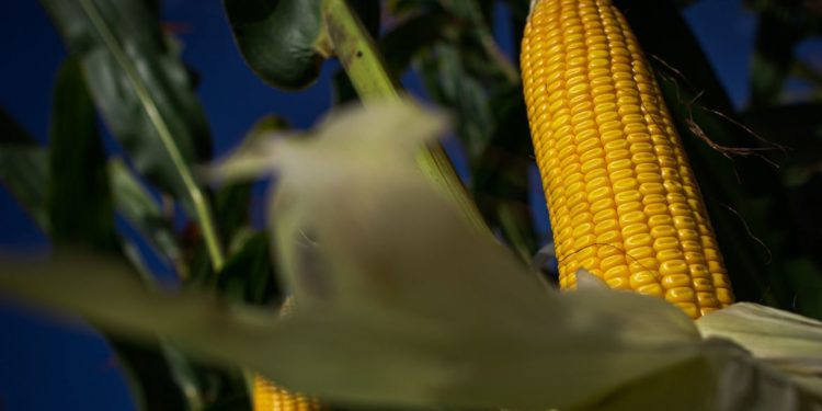 Produção agropecuária de 2020 alcança R$ 871 bilhões