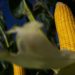 Produção agropecuária de 2020 alcança R$ 871 bilhões