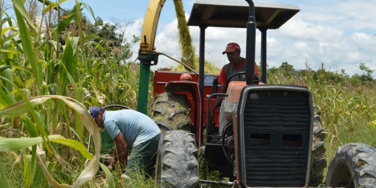 Prefeitura de Porto Real auxilia agricultores na coleta e silagem do milho