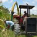 Prefeitura de Porto Real auxilia agricultores na coleta e silagem do milho
