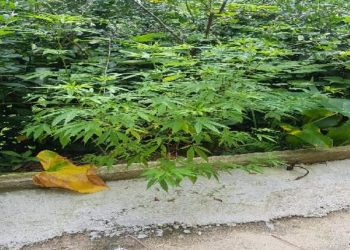 Polícia Civil prende homem que plantava maconha em Magé