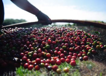 Pesquisa da Conab indica queda na produção nacional de café em 2021