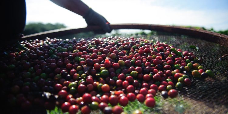 Pesquisa da Conab indica queda na produção nacional de café em 2021