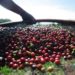 Pesquisa da Conab indica queda na produção nacional de café em 2021