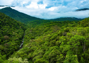 Secretaria do Ambiente e Inea retomam atividades de monitoramento florestal