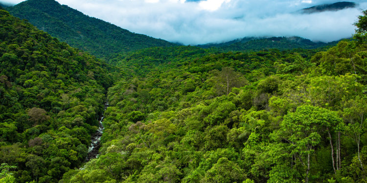 Secretaria do Ambiente e Inea retomam atividades de monitoramento florestal