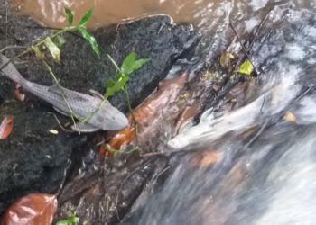 Fiscalização ambiental investiga mortandade de peixes no Rio Bocaina, em Barra Mansa