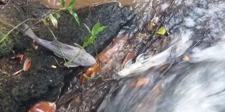 Fiscalização ambiental investiga mortandade de peixes no Rio Bocaina, em Barra Mansa