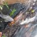 Fiscalização ambiental investiga mortandade de peixes no Rio Bocaina, em Barra Mansa