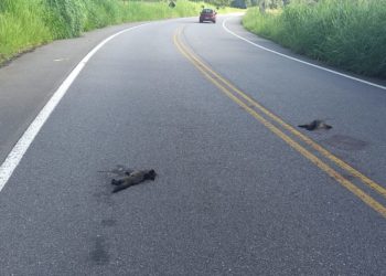 Quatis faz campanha para evitar atropelamento de animais silvestres em rodovias