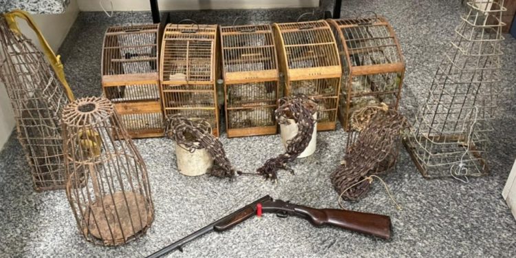 Denúncia leva a apreensão de pássaros, armas e armadilhas de caça irregular em Barra Mansa