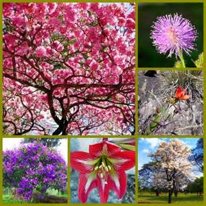 Mais de 25 mil espécies da flora só existem no Brasil, mostra estudo