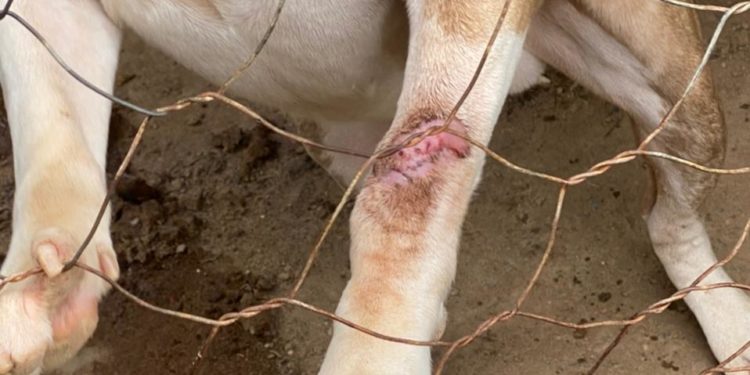 Denúncia do Linha Verde sobre maus tratos contra animais leva polícia a constatar cachorro em situação de negligência em Vassouras