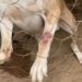 Denúncia do Linha Verde sobre maus tratos contra animais leva polícia a constatar cachorro em situação de negligência em Vassouras