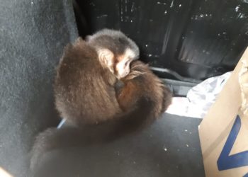 Tráfico de animais: PRF prende homem transportando macacos-prego em Piraí