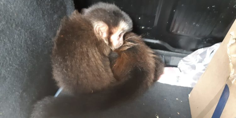 Tráfico de animais: PRF prende homem transportando macacos-prego em Piraí