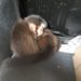 Tráfico de animais: PRF prende homem transportando macacos-prego em Piraí