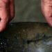 Dia Sem Tabaco: podcast ajuda quem quer parar de fumar e alerta sobre riscos diante da Covid