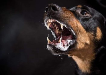 Rio de Janeiro registra caso de raiva animal depois de 26 anos