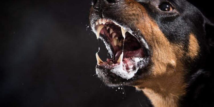 Rio de Janeiro registra caso de raiva animal depois de 26 anos