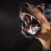 Rio de Janeiro registra caso de raiva animal depois de 26 anos
