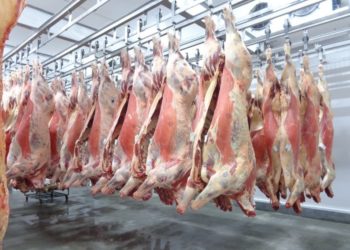 Abate de bovinos no primeiro trimestre tem menor nível desde 2009
