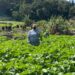 Dia do Agricultor: profissionais celebram programas e ações do governo do Estado 