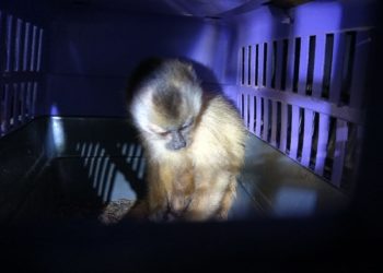 Operação da Civil e PRF apreende mais de 300 animais silvestres na Dutra em Porto Real