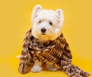 Com onda extrema de frio no país, cães que sofrem com dores nas articulações precisam de cuidado redobrado