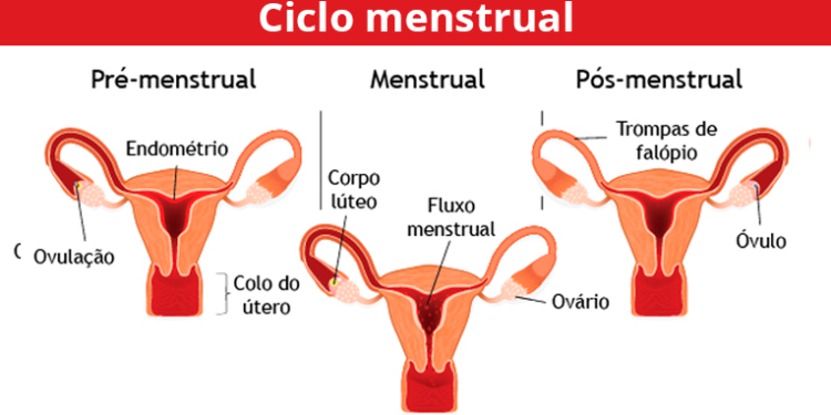 Coronavírus: 26% das brasileiras perceberam alterações no ciclo menstrual após serem infectadas