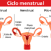 Coronavírus: 26% das brasileiras perceberam alterações no ciclo menstrual após serem infectadas