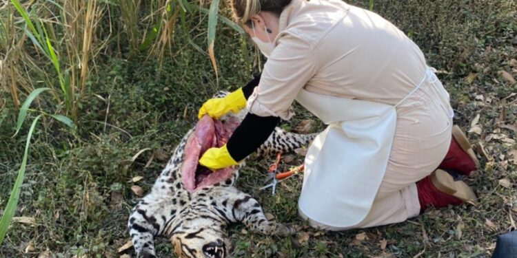 Jaguatirica atropelada na Estrada BM X Bananal