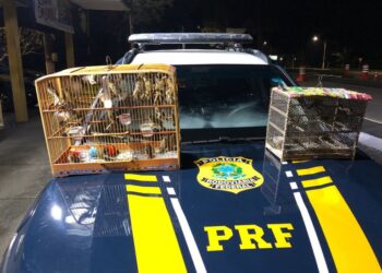 PRF prende homem que transportava ilegalmente pássaros silvestres na BR-101