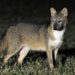 Animal silvestre atropelado na Dutra em Porto Real