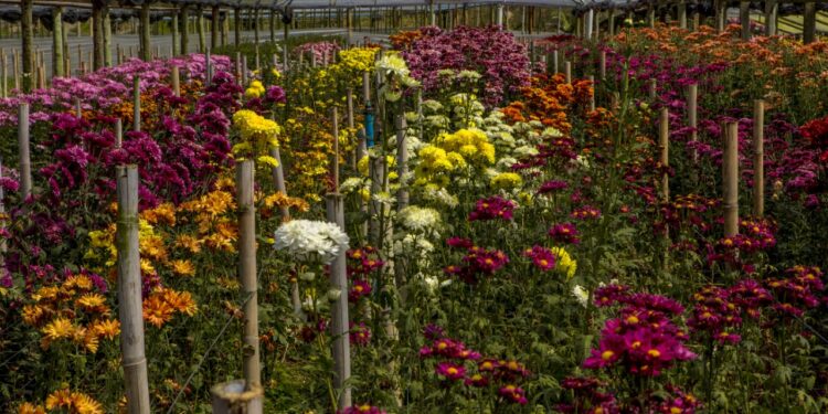 Segundo Estado produtor do país, Rio oferece crédito do Agrofundo para alavancar o negócio de flores