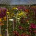 Segundo Estado produtor do país, Rio oferece crédito do Agrofundo para alavancar o negócio de flores