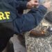 PRF apreende arma de fogo e munições em Itatiaia